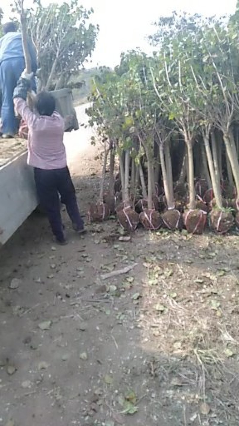丁香花苗庭院阳台盆栽地栽植物丁香花树苗绿化工程苗木
