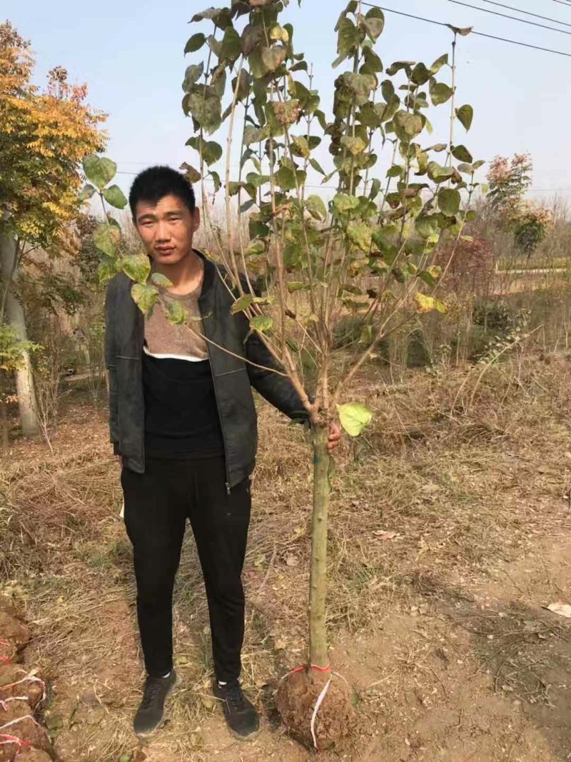 丁香花苗庭院阳台盆栽地栽植物丁香花树苗绿化工程苗木