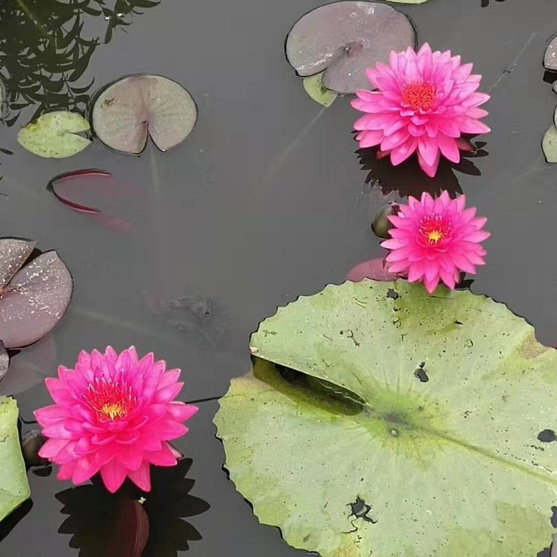 庭院池塘水池鱼缸水生睡莲水培植物水养四季大睡莲根块荷花