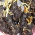 庭院池塘水池鱼缸水生睡莲水培植物水养四季大睡莲根块荷花