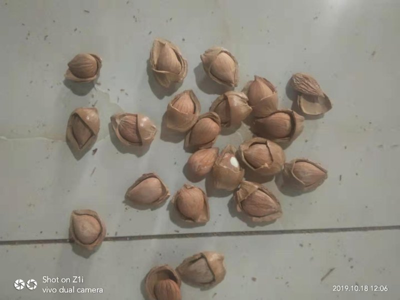 厂家现货开口杏核优一特价一件代发坚果零食原味