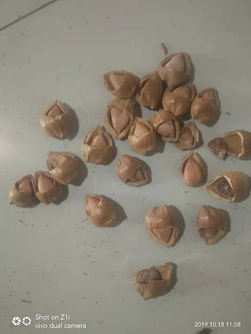 厂家现货开口杏核优一特价一件代发坚果零食原味