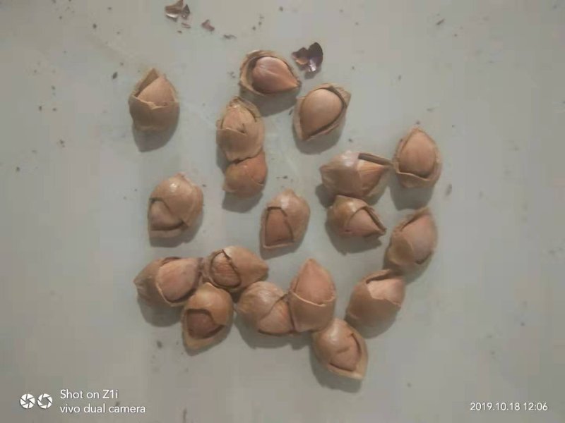 厂家现货开口杏核优一特价一件代发坚果零食原味
