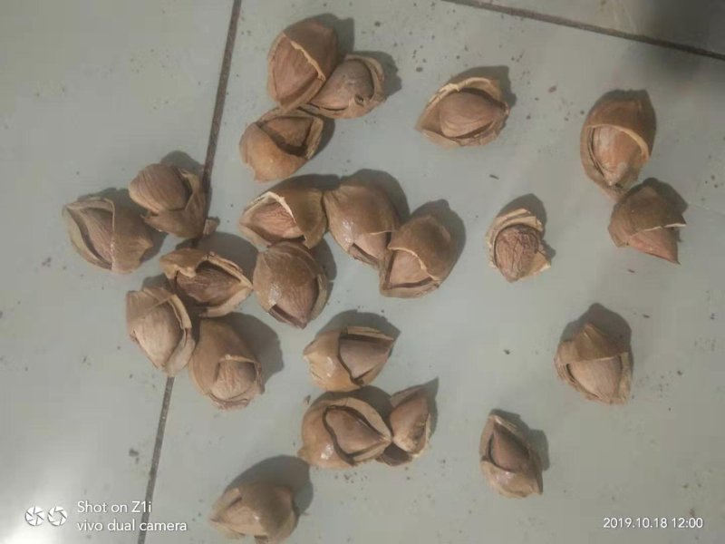 厂家现货开口杏核优一特价一件代发坚果零食原味