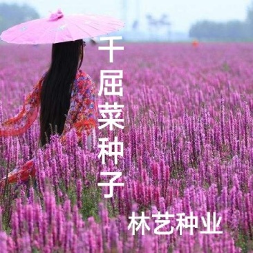 千屈菜籽种多年生水生花卉水柳种子景观花卉耐寒
