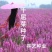 千屈菜籽种多年生水生花卉水柳种子景观花卉耐寒