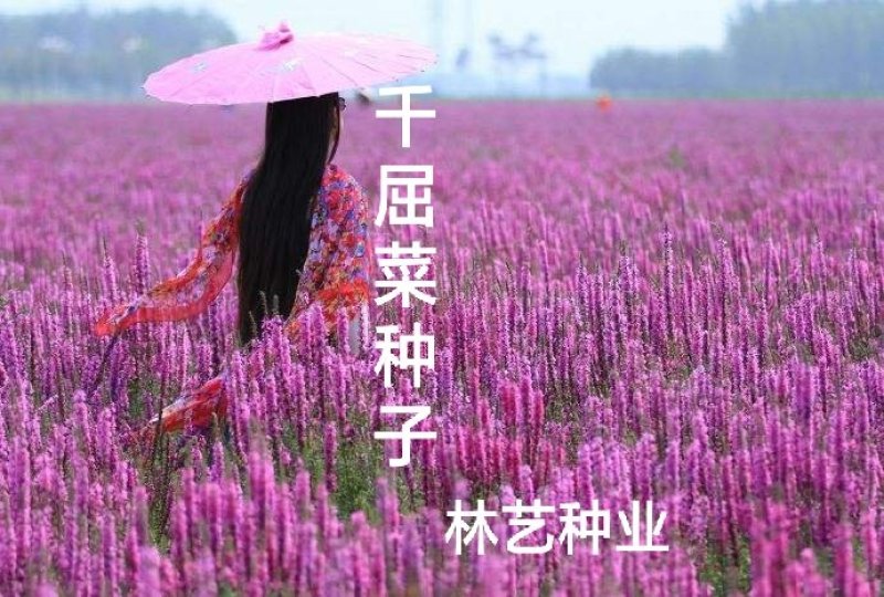 千屈菜籽种多年生水生花卉水柳种子景观花卉耐寒
