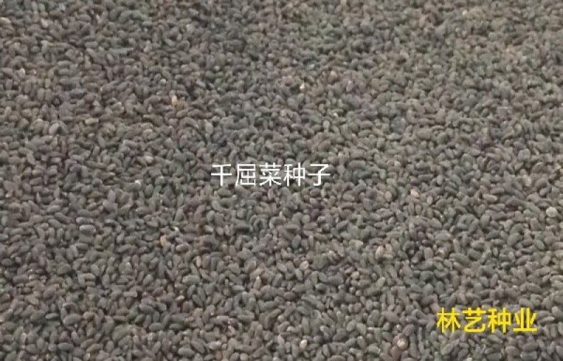 千屈菜籽种多年生水生花卉水柳种子景观花卉耐寒