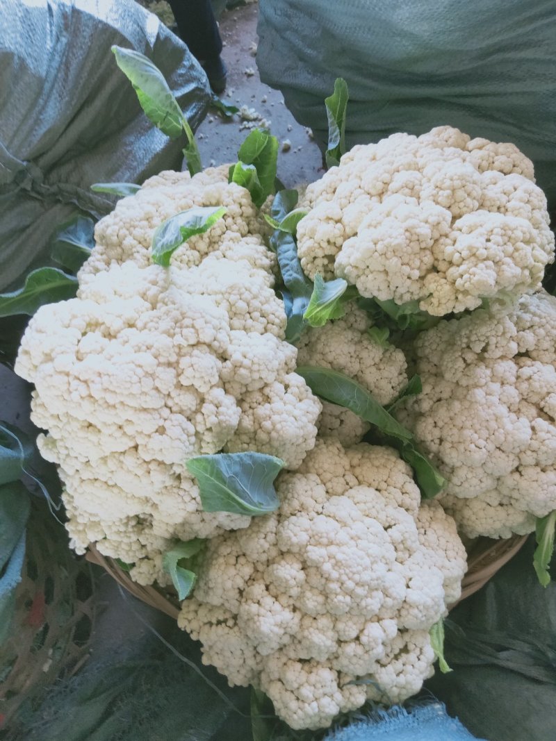 福建漳州松花菜，青梗散花，菜花大量市白面青梗散花