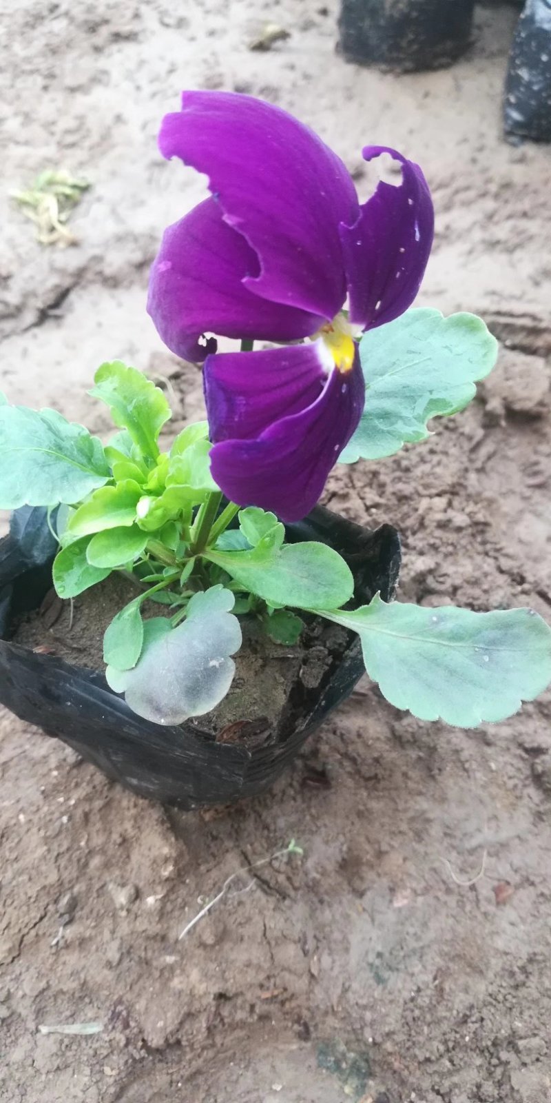 盆栽三色堇，角堇耐寒，基地直供，质量保证