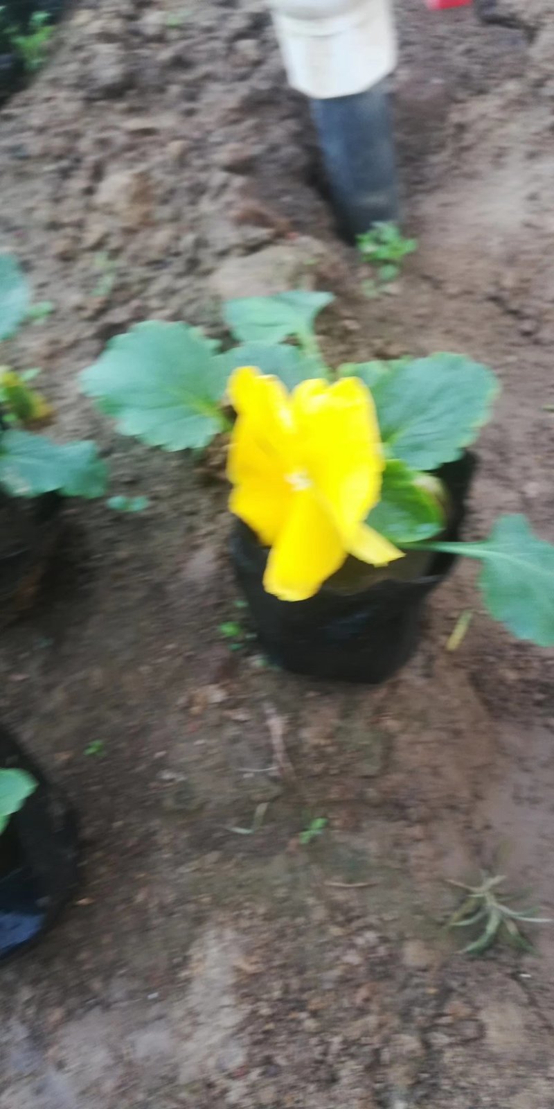 盆栽三色堇，角堇耐寒，基地直供，质量保证