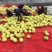 红心密柚