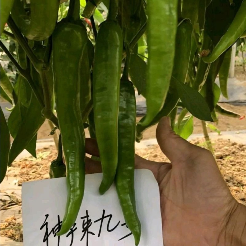 神辣九号辣椒种子杂交高抗病高产种子大棚露地均可种