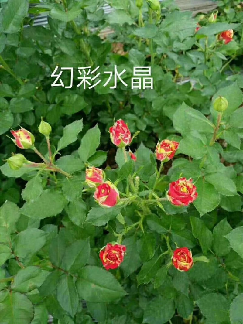 批发云南丰花月季，多头，小花朵一年四季开花，抗寒能力强