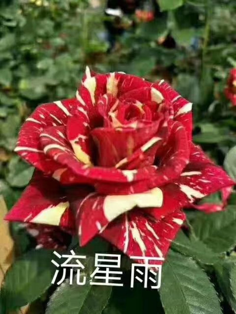 批发云南丰花月季，多头，小花朵一年四季开花，抗寒能力强