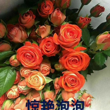 批发云南丰花月季，多头，小花朵一年四季开花，抗寒能力强