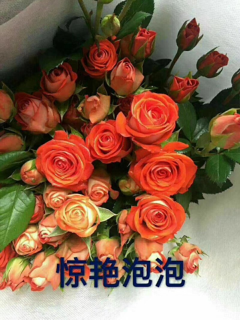 批发云南丰花月季，多头，小花朵一年四季开花，抗寒能力强