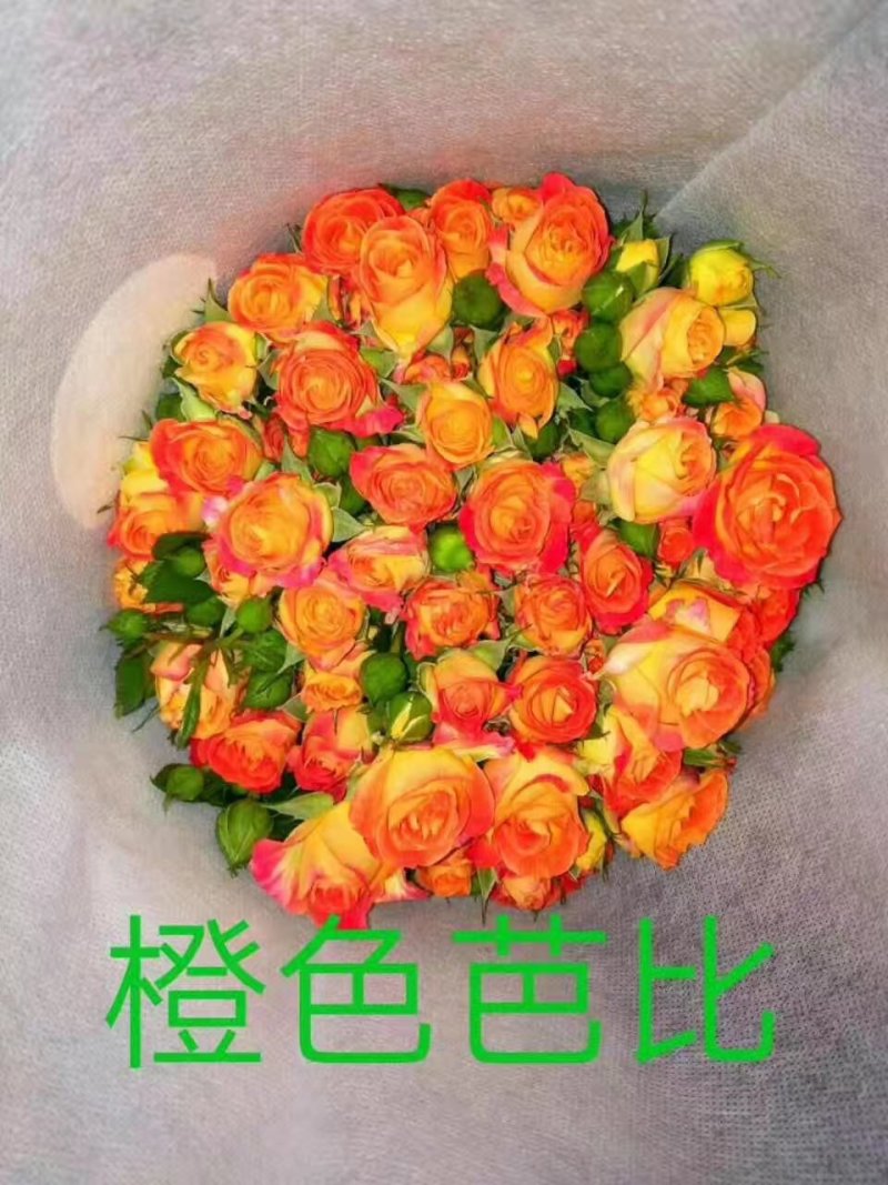批发云南丰花月季，多头，小花朵一年四季开花，抗寒能力强