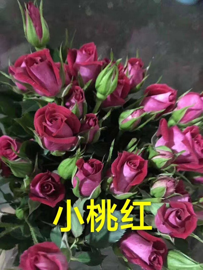 批发云南丰花月季，多头，小花朵一年四季开花，抗寒能力强