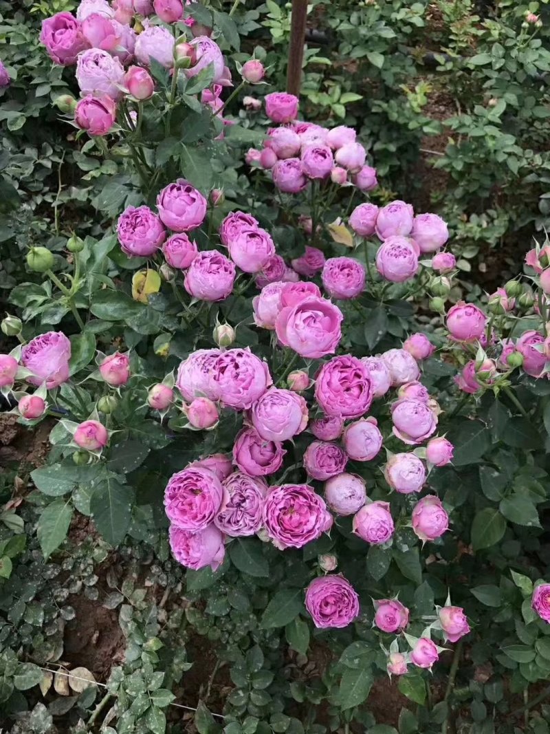 批发云南丰花月季，多头，小花朵一年四季开花，抗寒能力强