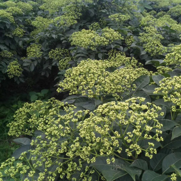 长期出售江西中花吴茱萸苗假一罚十技术支持欢迎来电