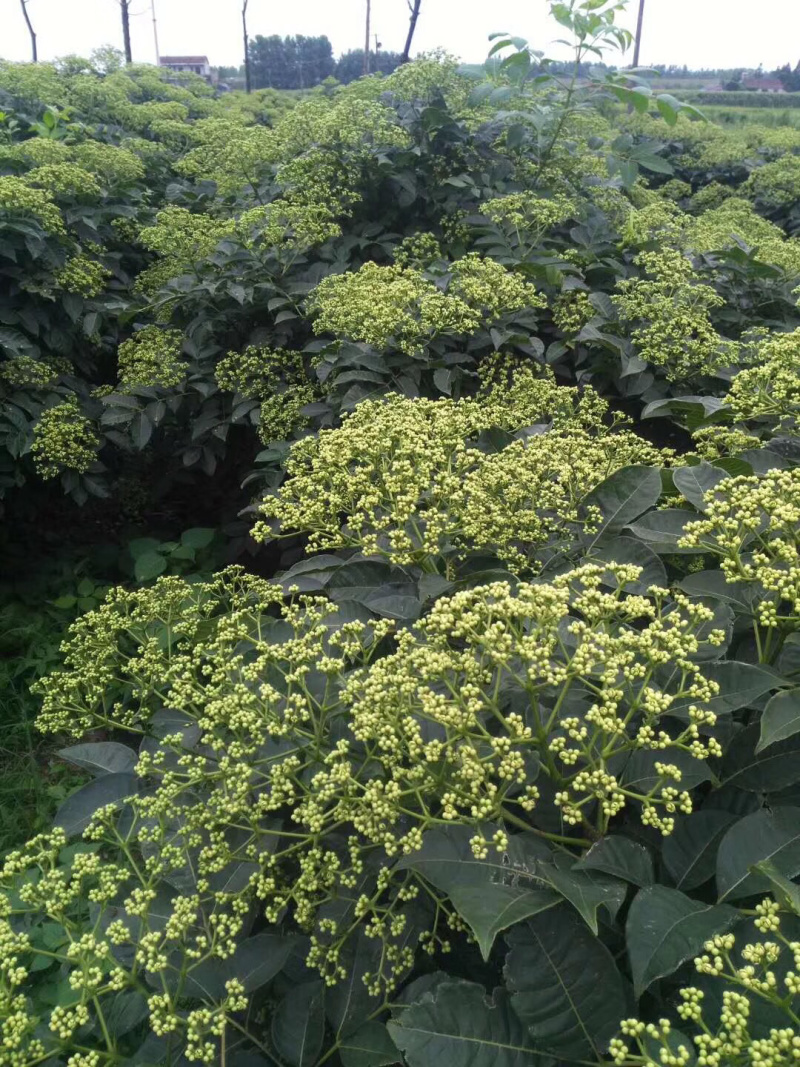 长期出售江西中花吴茱萸苗假一罚十技术支持欢迎来电