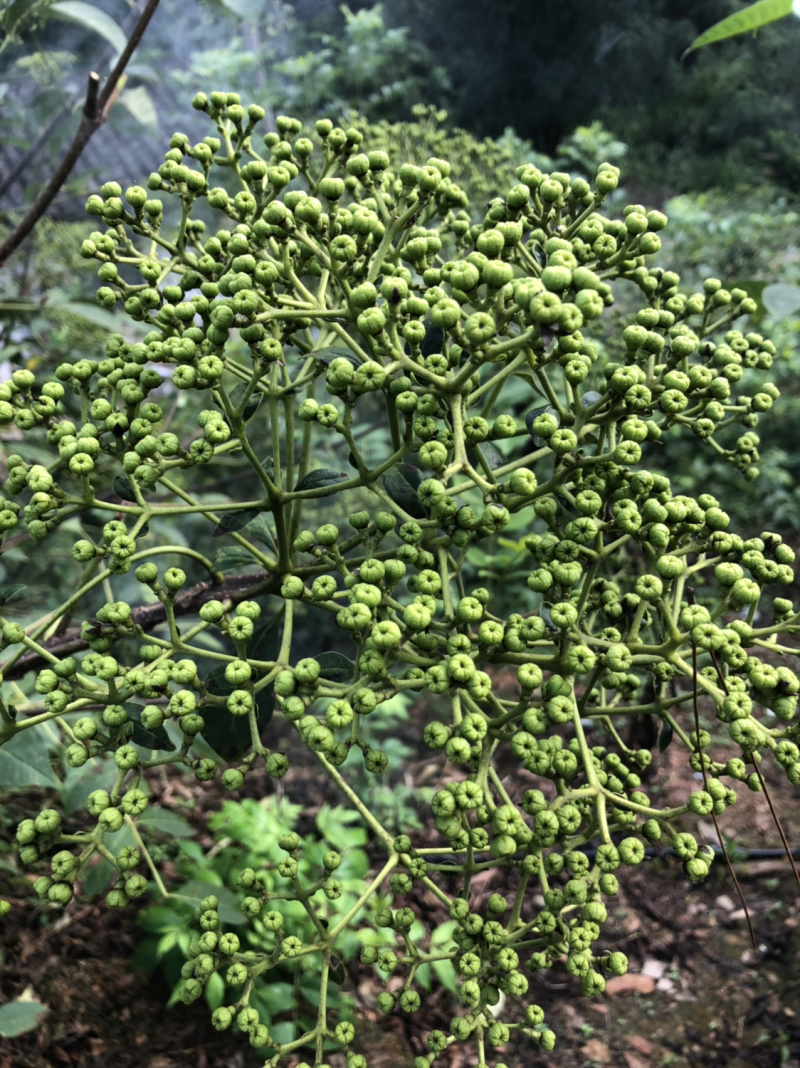 长期出售江西中花吴茱萸苗假一罚十技术支持欢迎来电