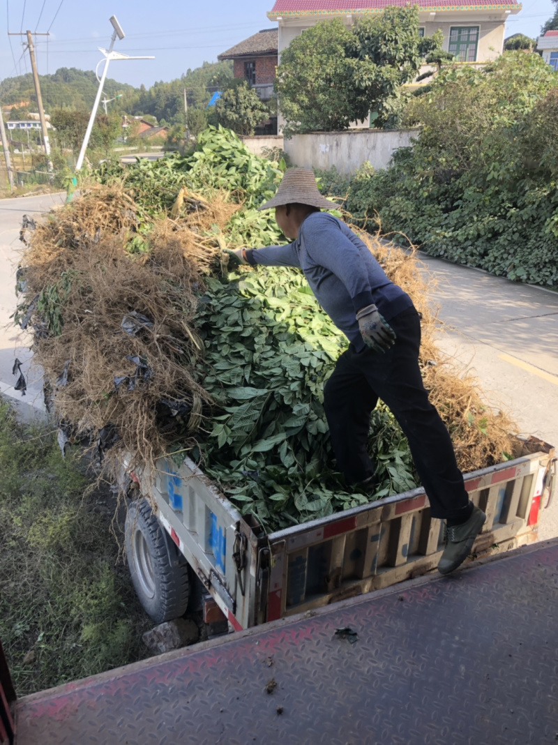 长期出售江西中花吴茱萸苗假一罚十技术支持欢迎来电