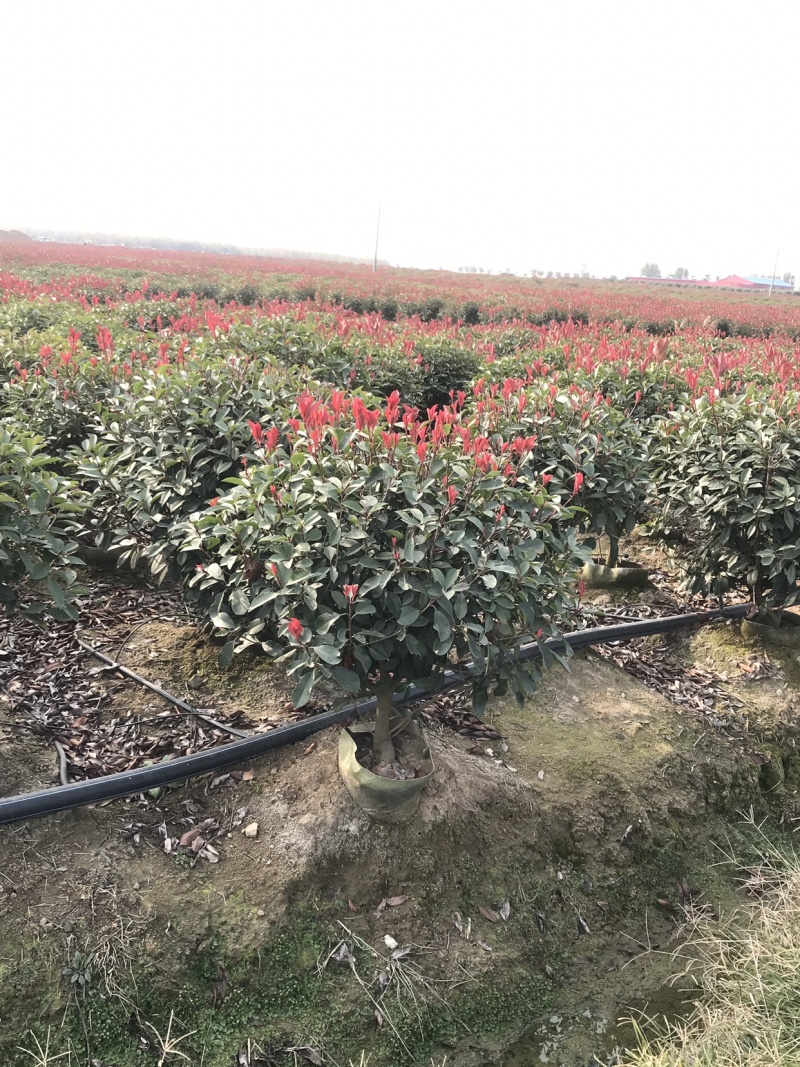 红叶石楠球容器苗，袋装红叶石楠球，红叶石楠球袋苗