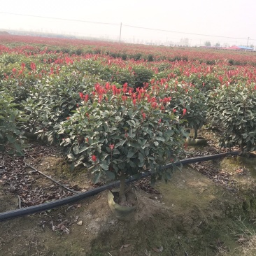 红叶石楠球容器苗，袋装红叶石楠球，红叶石楠球袋苗
