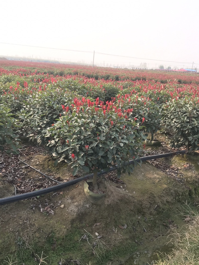 红叶石楠球容器苗，袋装红叶石楠球，红叶石楠球袋苗