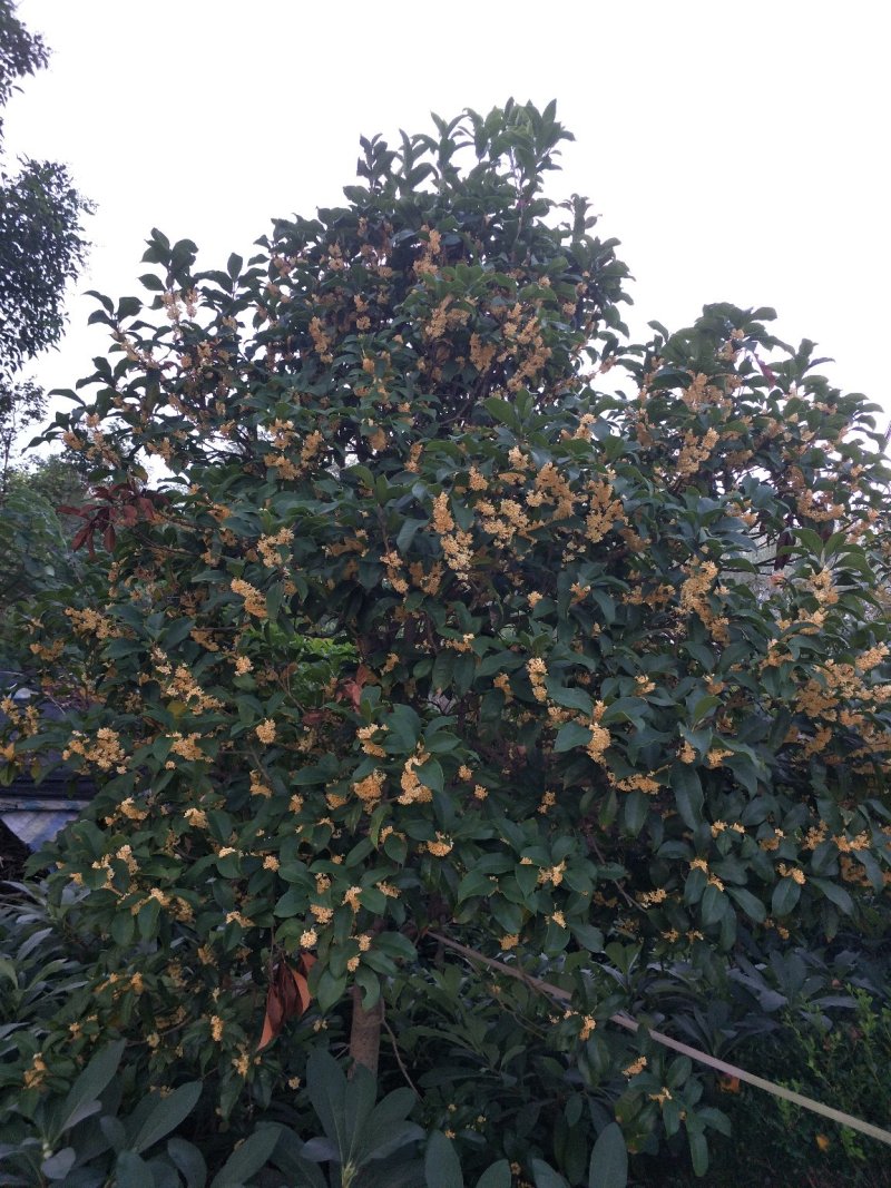 精品桂花、常年供应丛生、独杆桂花及桂花小苗，产地直销……