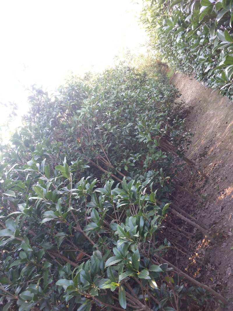 精品桂花、常年供应丛生、独杆桂花及桂花小苗，产地直销……