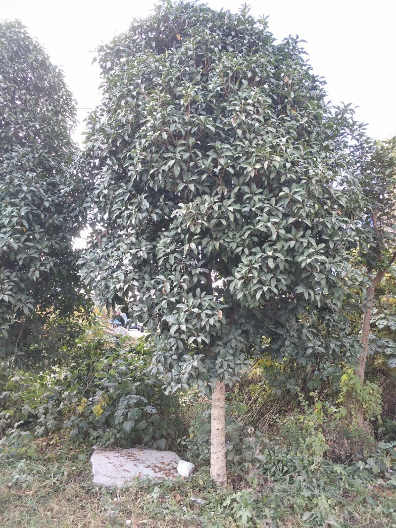 精品桂花、常年供应丛生、独杆桂花及桂花小苗，产地直销……