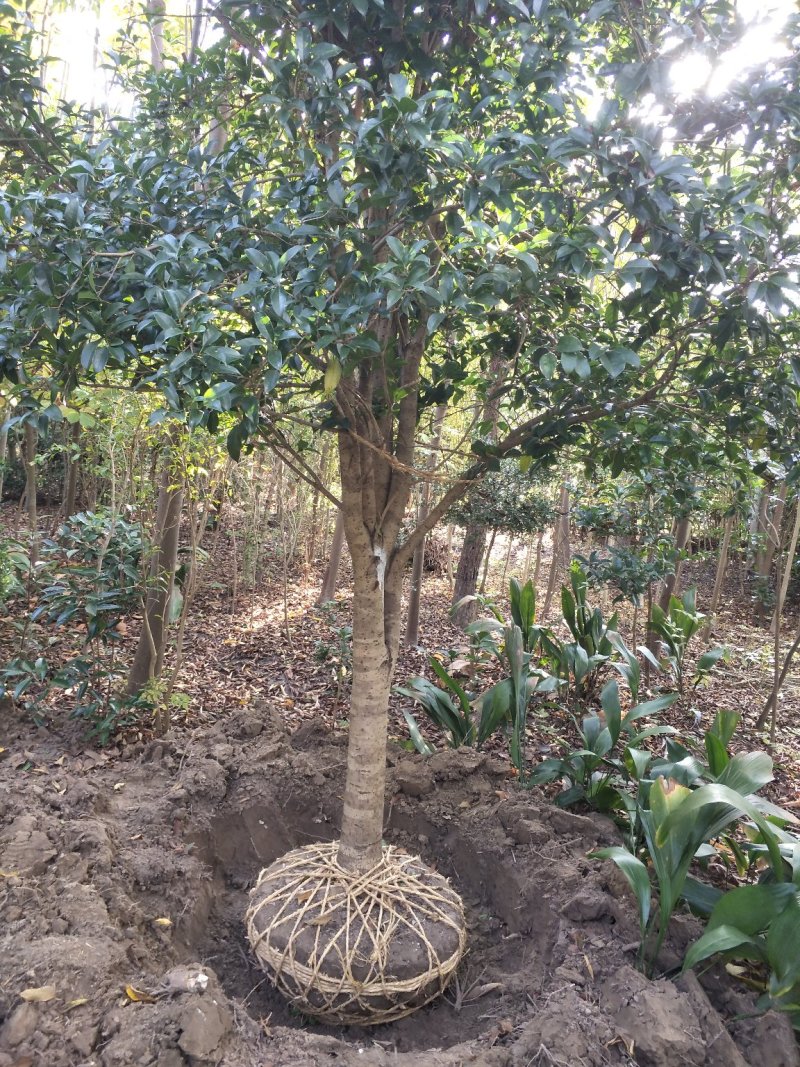 精品桂花、常年供应丛生、独杆桂花及桂花小苗，产地直销……