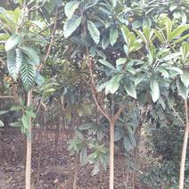精品枇杷树、常年供应各类苗木