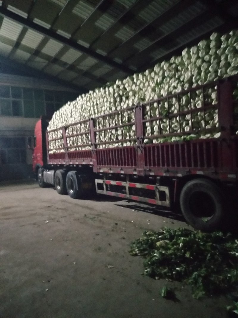 【春季黄心大白菜】菊锦黄心白菜，形好质量有保证，耐运输