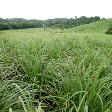 新鲜香茅草食用泰国柠檬香茅草香茅冬阴功汤调味料(自产自销