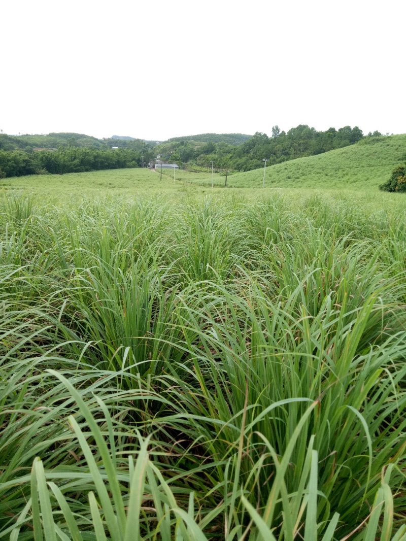 新鲜香茅草食用泰国柠檬香茅草香茅冬阴功汤调味料(自产自销