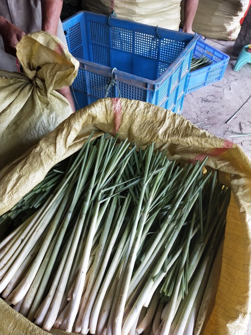 新鲜香茅草食用泰国柠檬香茅草香茅冬阴功汤调味料(自产自销