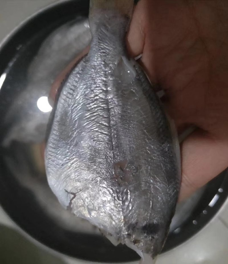 肉鲳鱼