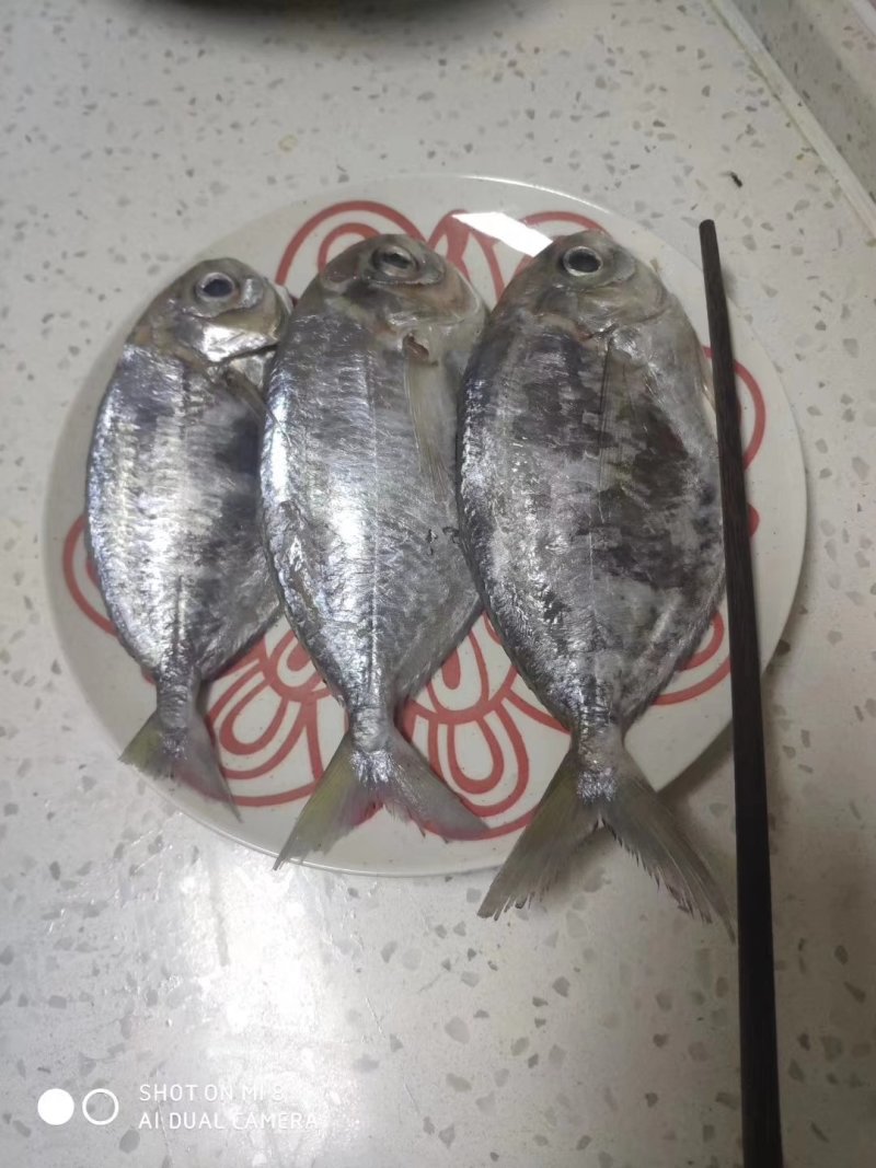 肉鲳鱼