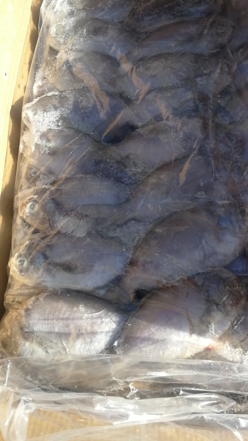肉鲳鱼