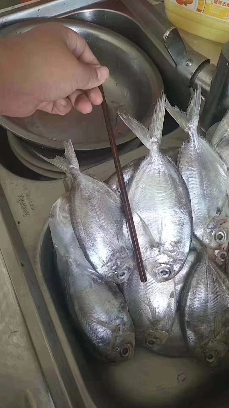 肉鲳鱼