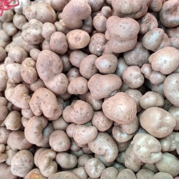 2019，新山药豆大量上市中量大优惠1.5cm