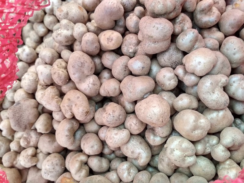 2019，新山药豆大量上市中量大优惠1.5cm