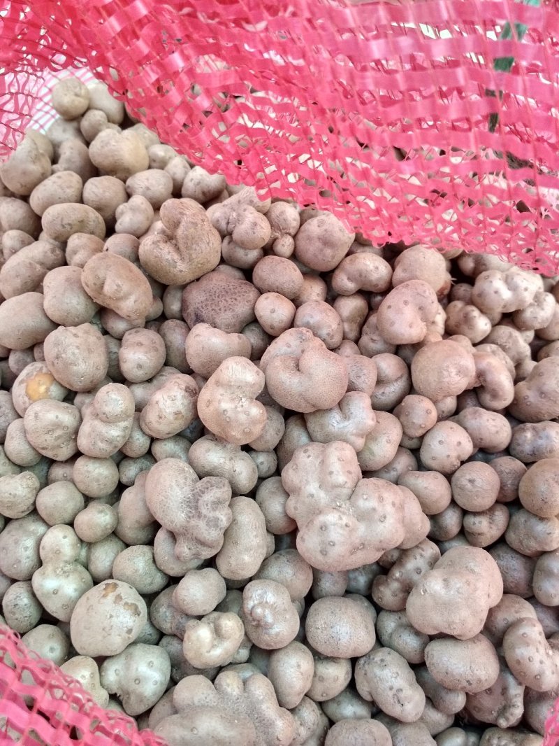 2019，新山药豆大量上市中量大优惠1.5cm