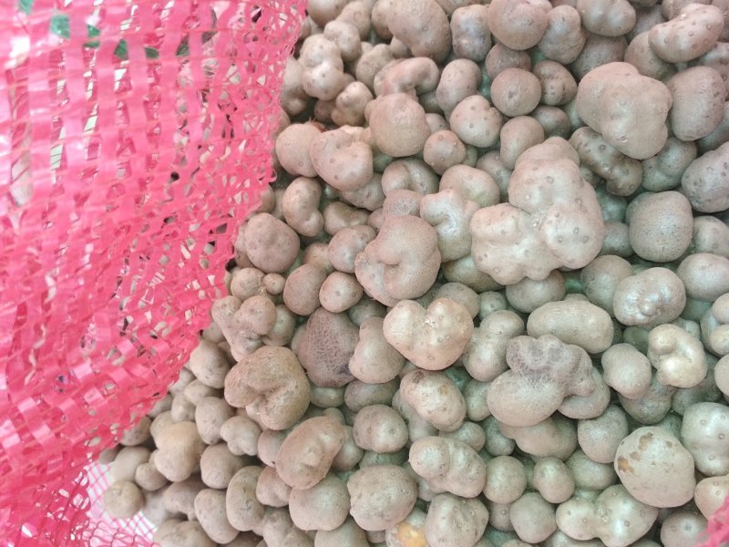 2019，新山药豆大量上市中量大优惠1.5cm