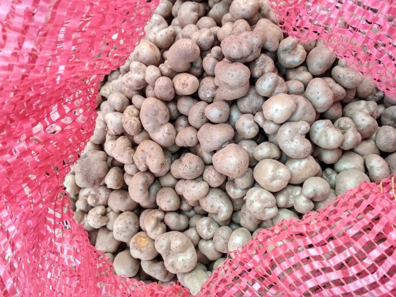 2019，新山药豆大量上市中量大优惠1.5cm