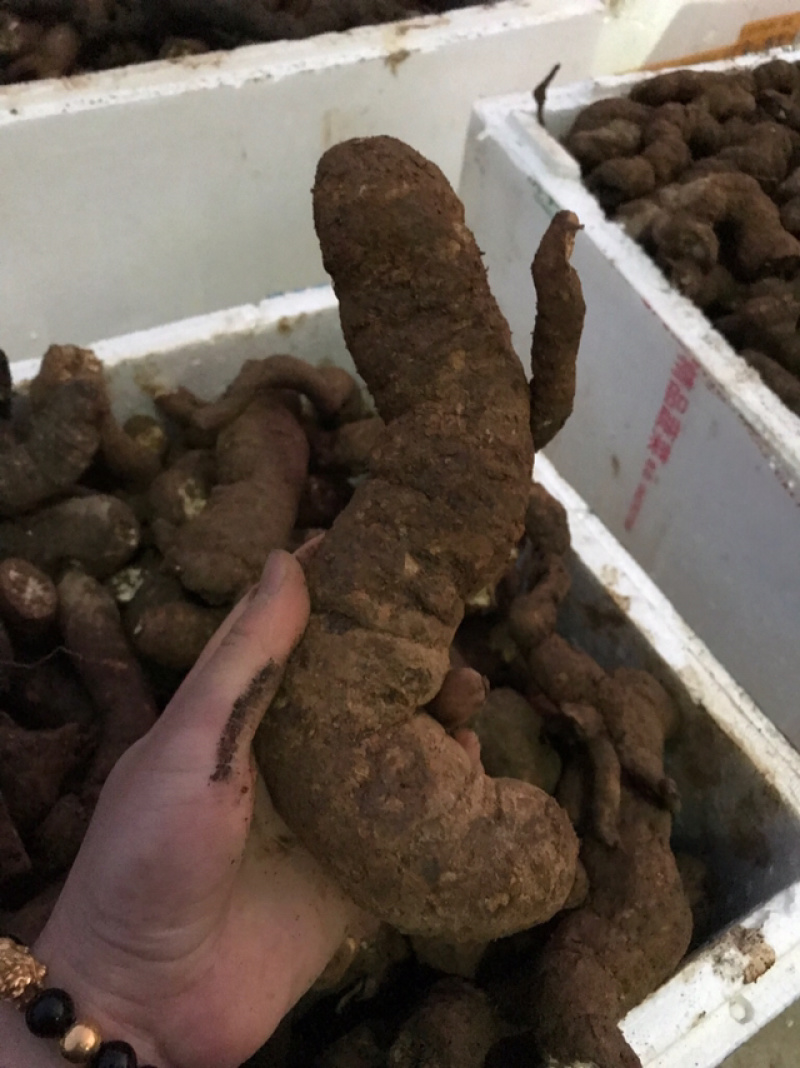 江西正宗粉防己多年种植经验粉防己